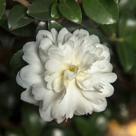 Marveling at the October Magic Ivory Camellia's Unique Qualities